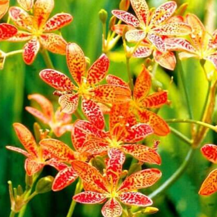 Belamcanda Seeds - Flower Plant for Home Gardens