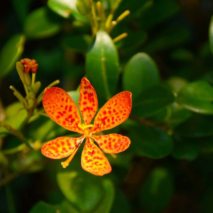 Belamcanda Seeds - Flower Plant for Home Gardens