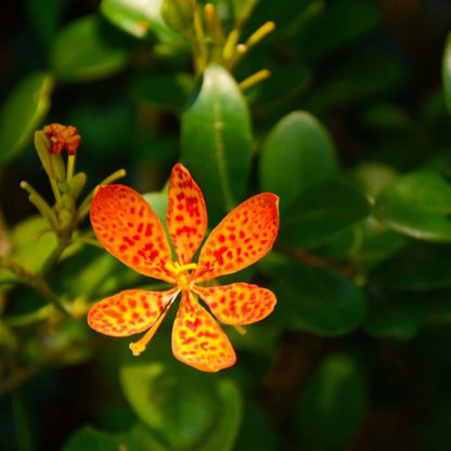 Belamcanda Seeds - Flower Plant for Home Gardens