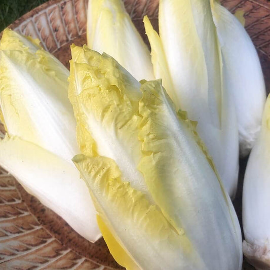 Belgian Endive Seeds