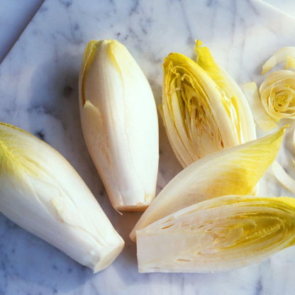 Belgian Endive Seeds