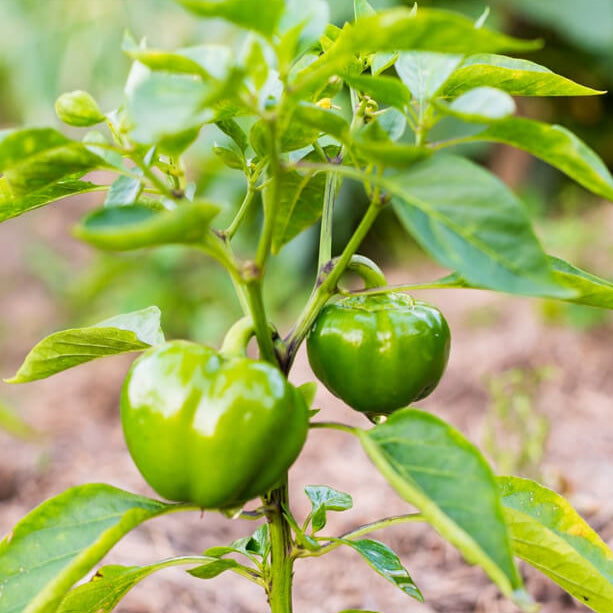 Bell Pepper Seeds - Vegetable Plant