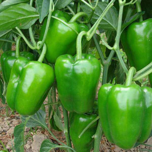 Bell Pepper Seeds - Vegetable Plant