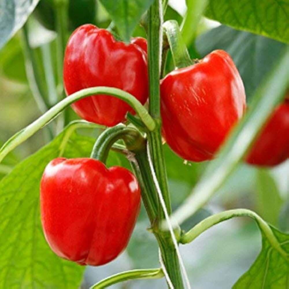 Bell Pepper Seeds - Vegetable Plant