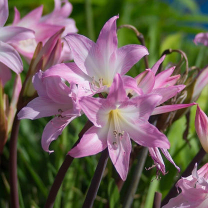 Belladonna Lily Seeds - Heirloom Flower Plant for Home Gardens