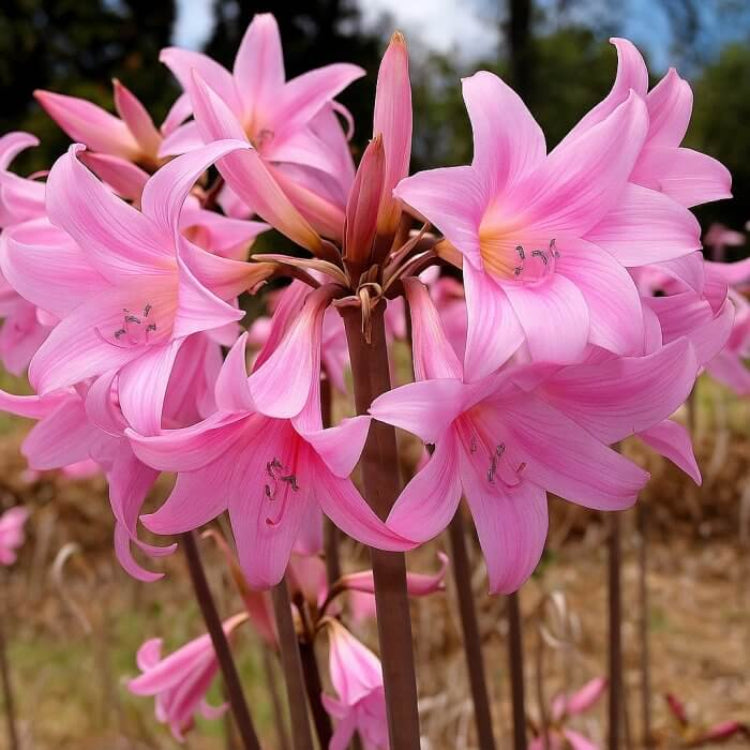 Belladonna Lily Seeds - Heirloom Flower Plant for Home Gardens