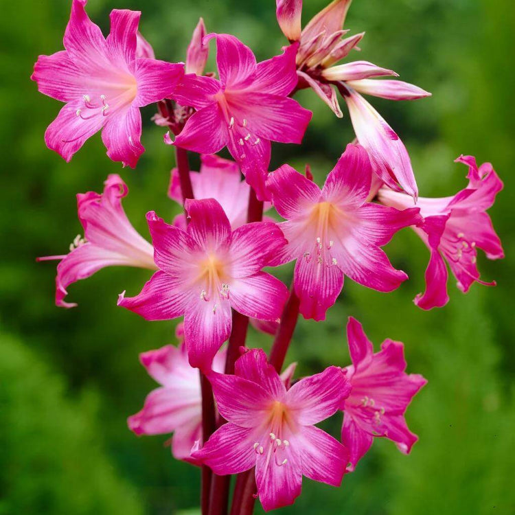 Belladonna Lily Seeds - Heirloom Flower Plant for Home Gardens