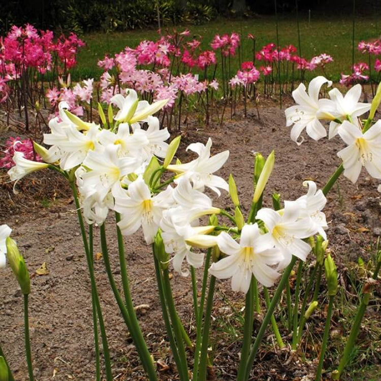 Belladonna Lily Seeds - Heirloom Flower Plant for Home Gardens