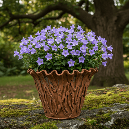 Bellflower Seeds - Flower Plant for Home Gardens