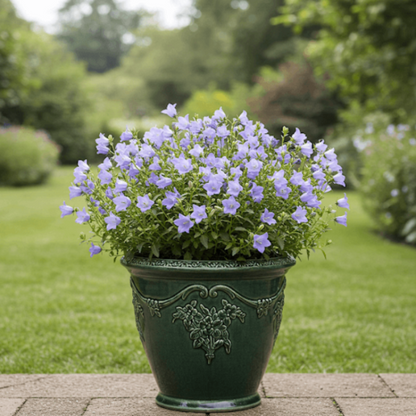 Bellflower Seeds - Flower Plant for Home Gardens