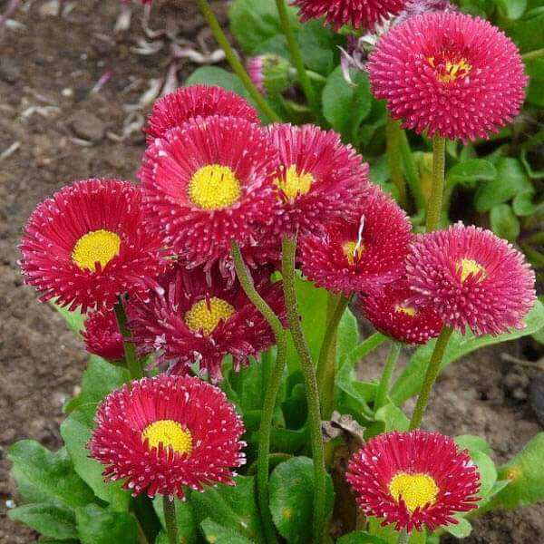 Bellis Perennis Seeds - Flower Plant