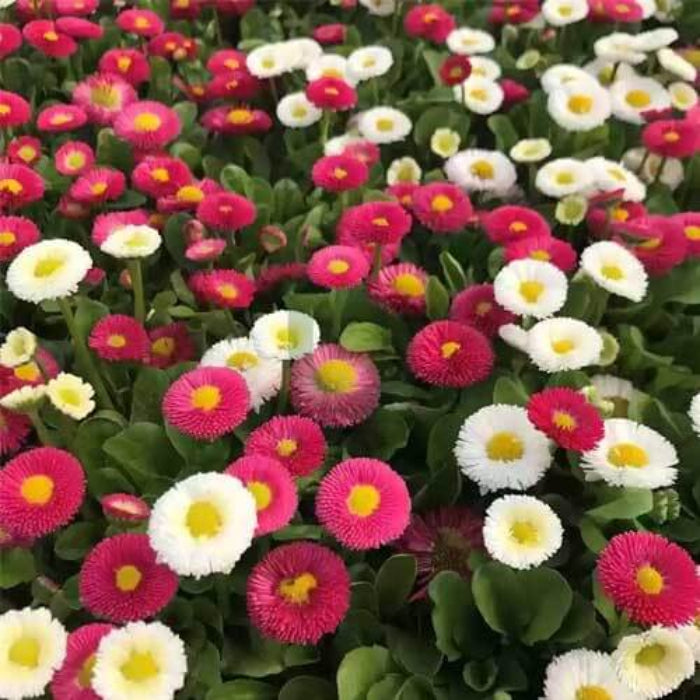 Bellis Perennis Seeds - Flower Plant