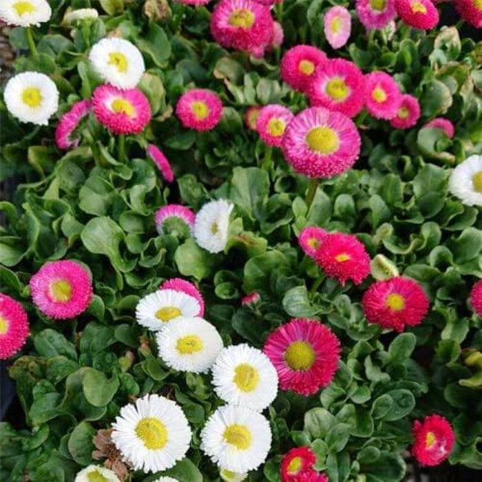 Bellis Perennis Seeds - Flower Plant