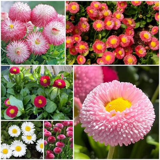 Bellis Perennis seeds - All in one for home gardens