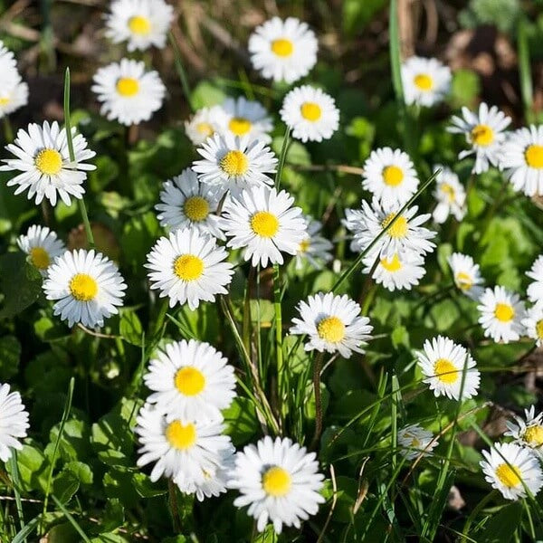Bellis Perennis seeds - All in one for home gardens
