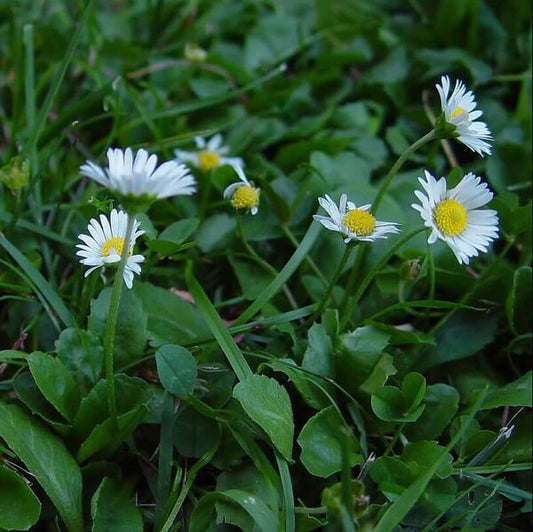 Bellis Perennis seeds - Flower Plant