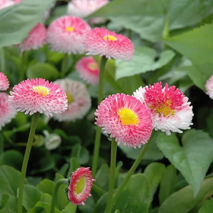 Bellis Perennis seeds - Flower Plant