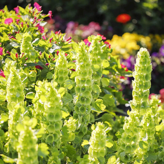 Bells of Ireland Seeds 