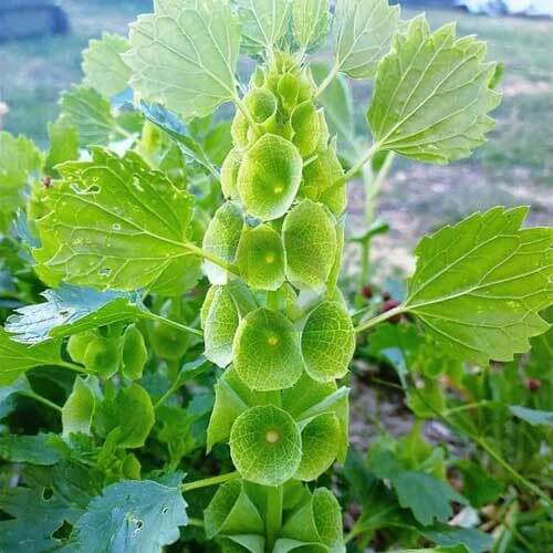 Bells of Ireland Seeds - Flower Plant