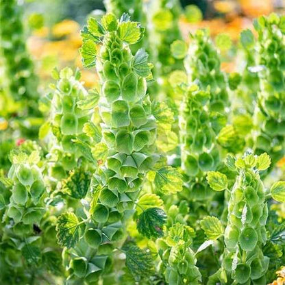 Bells of Ireland Seeds - Flower Plant