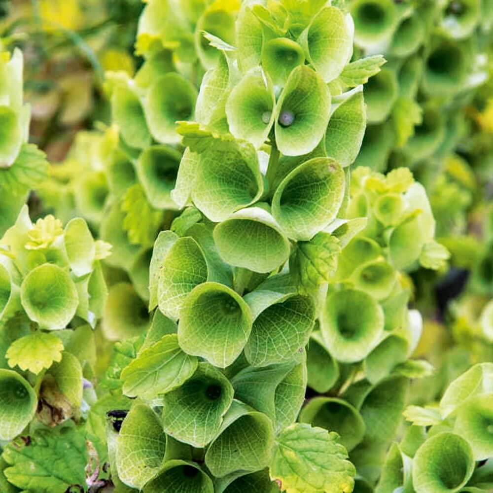 Bells of Ireland Seeds - Flower Plant
