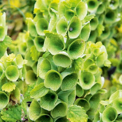 Bells of Ireland Seeds - Flower Plant