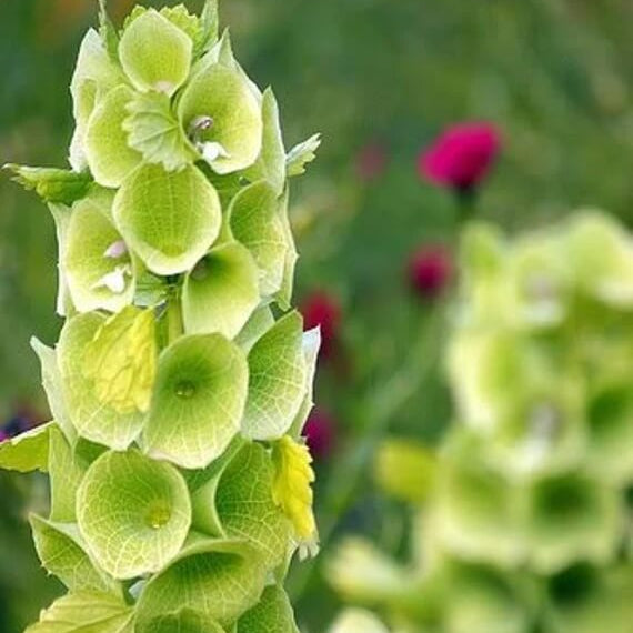 Bells of Ireland Seeds 