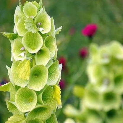Bells of Ireland Seeds 