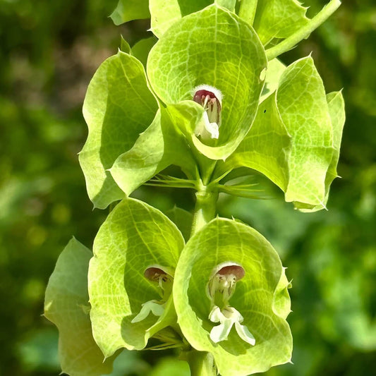 Bells of Ireland Seeds 
