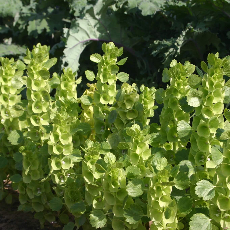 Bells of Ireland Seeds 