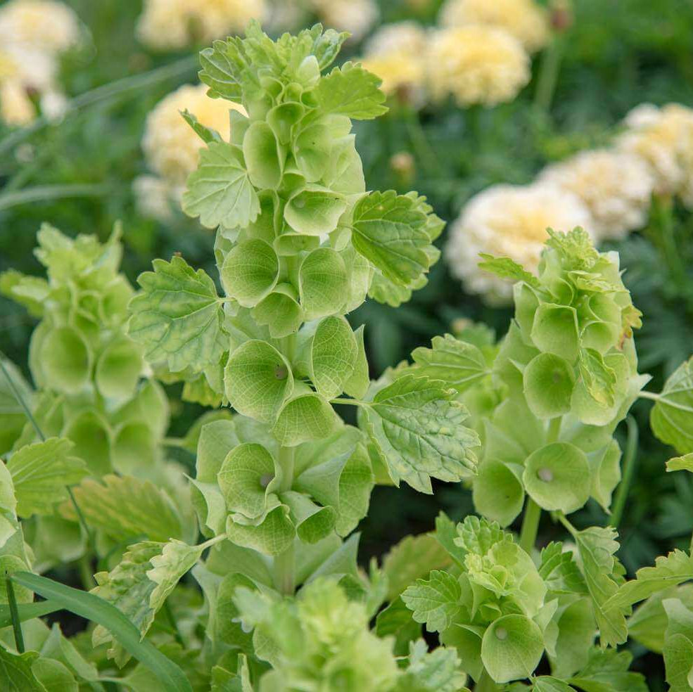 Bells of Ireland Seeds 