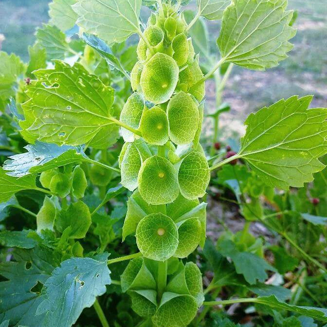 Bells of Ireland Seeds 