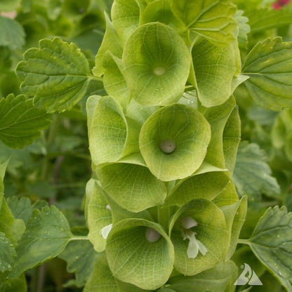 Bells of Ireland Seeds 