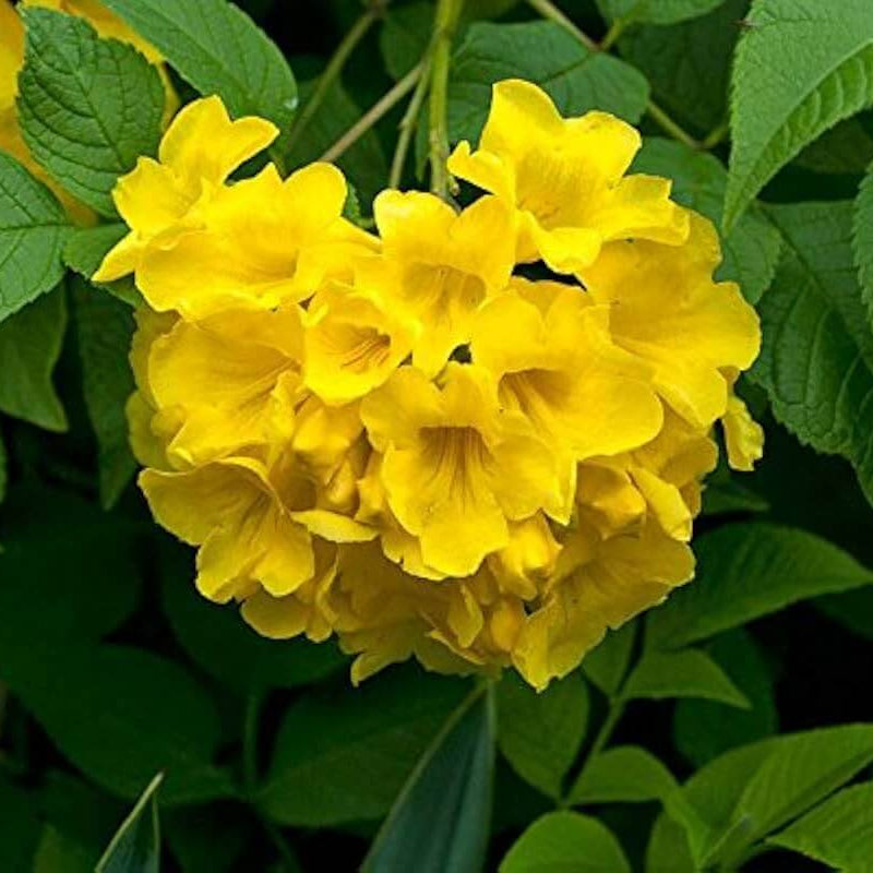 Bells seeds - Flower Plant for Home Gardens