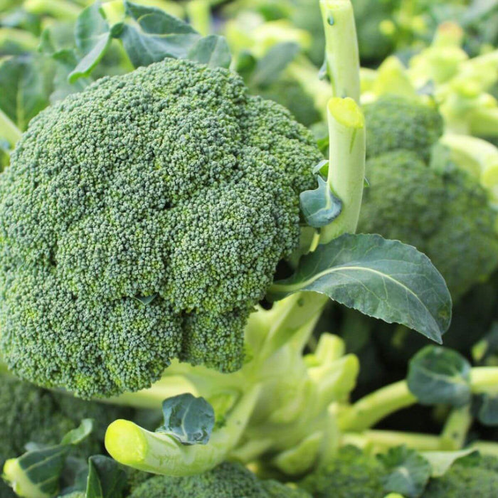 Belstar broccoli seeds - Vegetable Plant