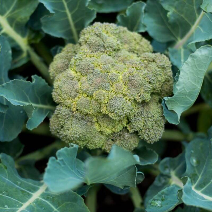 Belstar broccoli seeds - Vegetable Plant