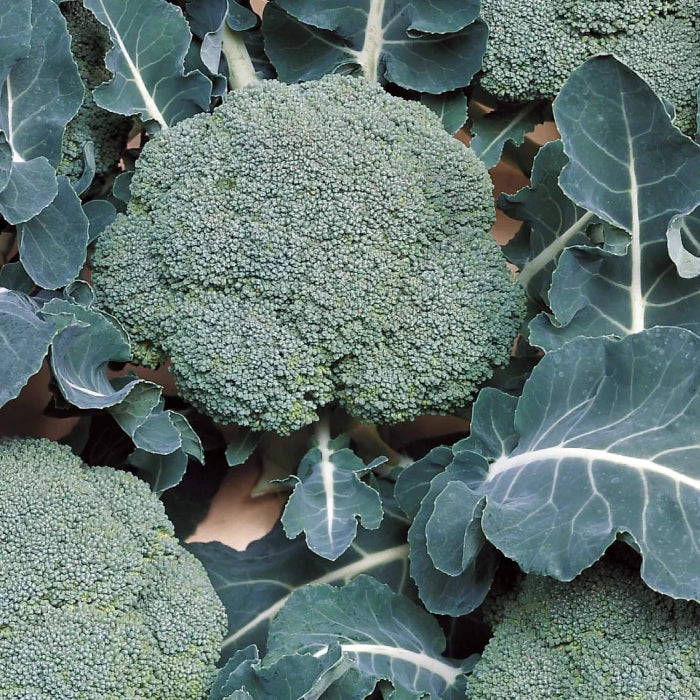 Belstar broccoli seeds - Vegetable Plant