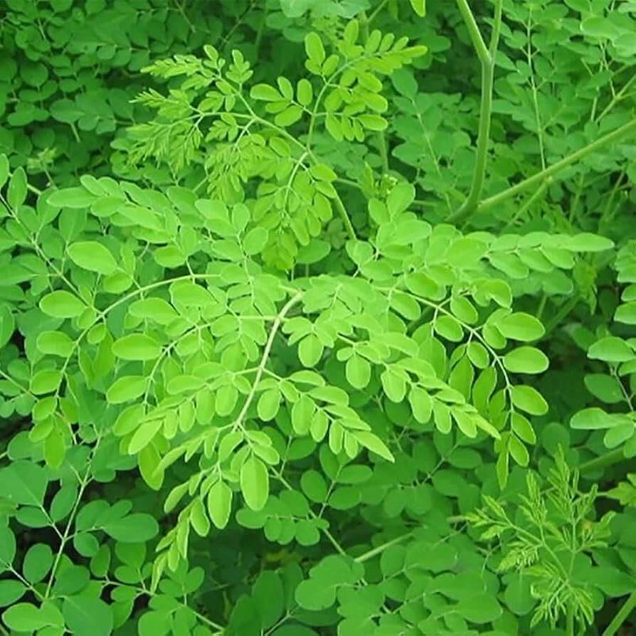 Ben Oil Tree Seeds
