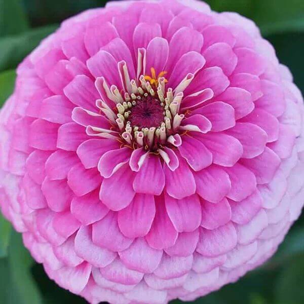Benary Giant Zinnia Seeds - Heirloom Flower Plant for Home Gardens