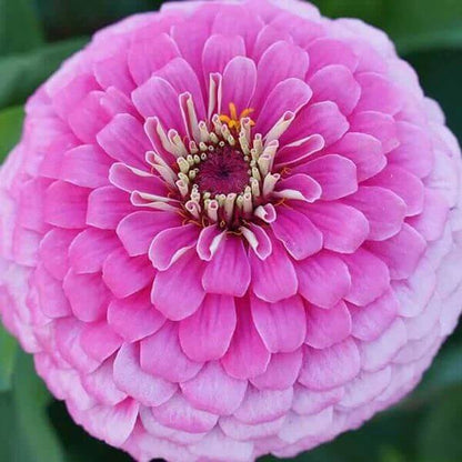 Benary Giant Zinnia Seeds - Heirloom Flower Plant for Home Gardens