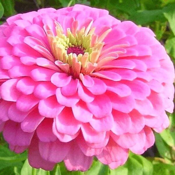 Benary Giant Zinnia Seeds - Heirloom Flower Plant for Home Gardens