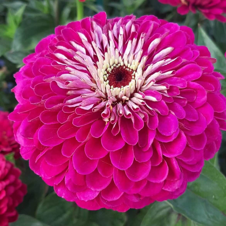Benary Giant Zinnia Seeds - Heirloom Flower Plant for Home Gardens