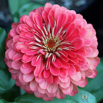 Benary Giant Zinnia Seeds - Heirloom Flower Plant for Home Gardens