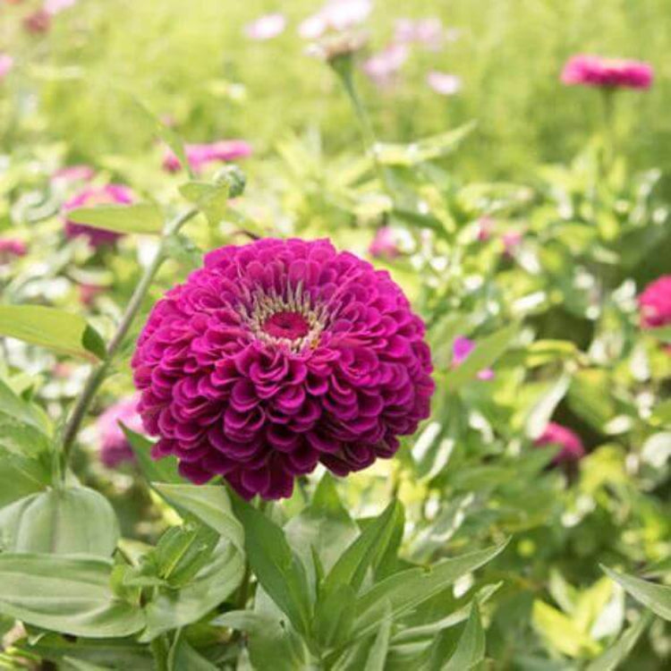 Benary Seeds - Heirloom Flower Plant for Home Gardens