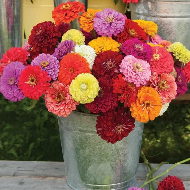 Benary Seeds - Heirloom Flower Plant for Home Gardens