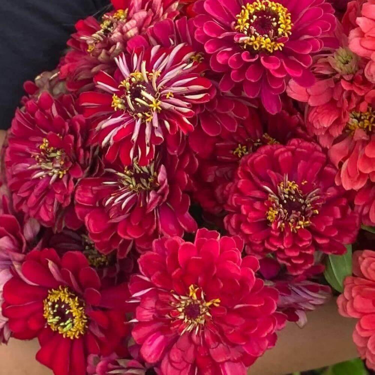 Benary Seeds - Heirloom Flower Plant for Home Gardens