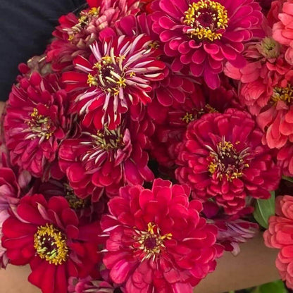 Benary Seeds - Heirloom Flower Plant for Home Gardens