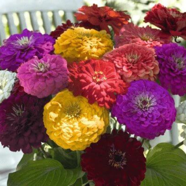 Benary Seeds - Heirloom Flower Plant for Home Gardens