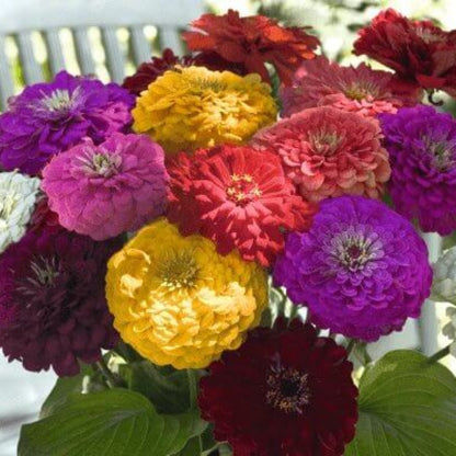 Benary Seeds - Heirloom Flower Plant for Home Gardens