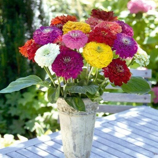 Benary's Giant Zinnia Seeds - Flower Plant